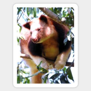 Goodfellow's Tree Kangaroo Sticker